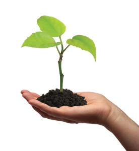 plant-in-hand plant-in-hand